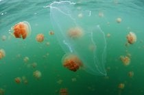 Swim with Stingless Jellyfish in Kakaban Lake