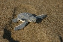 Baby Turtle Watching