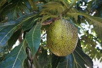 Breadfruit Season