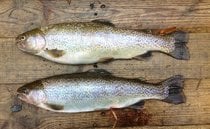 Wild Salmon and Trout