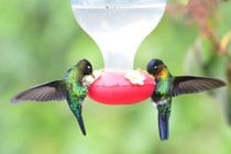 Hummingbird Migration