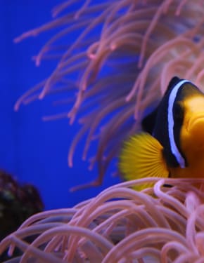 Maravilhas do mundo subaquático