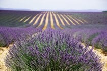 Lavender Fields in Bloom